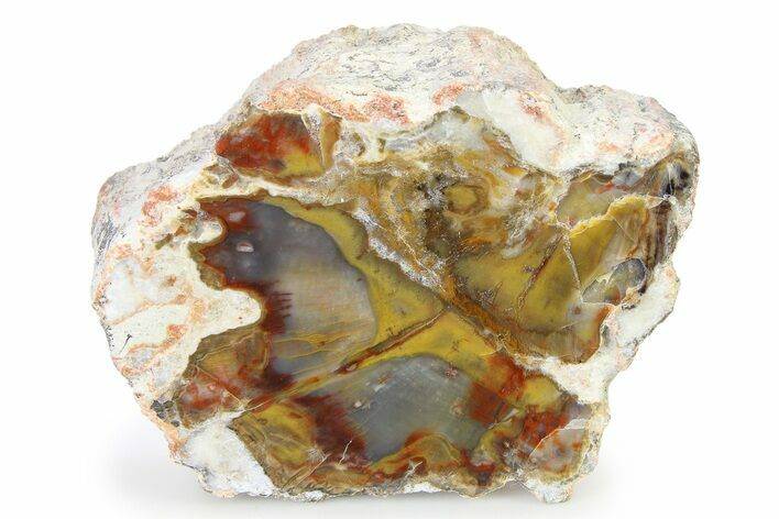 Jurassic Petrified Wood End-Cut - Henry Mountains, Utah #322722